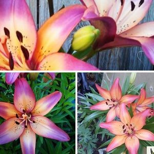 Meet your Posher, Courtney